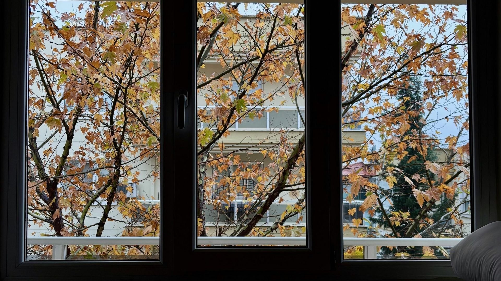 Autumn leaves seen through three-panel window with urban buildings outside